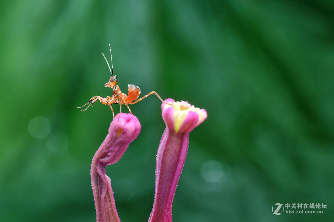 千虫百态105红色丽眼螳螂