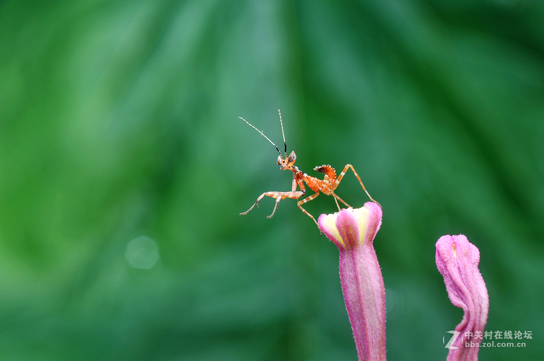 千虫百态105红色丽眼螳螂