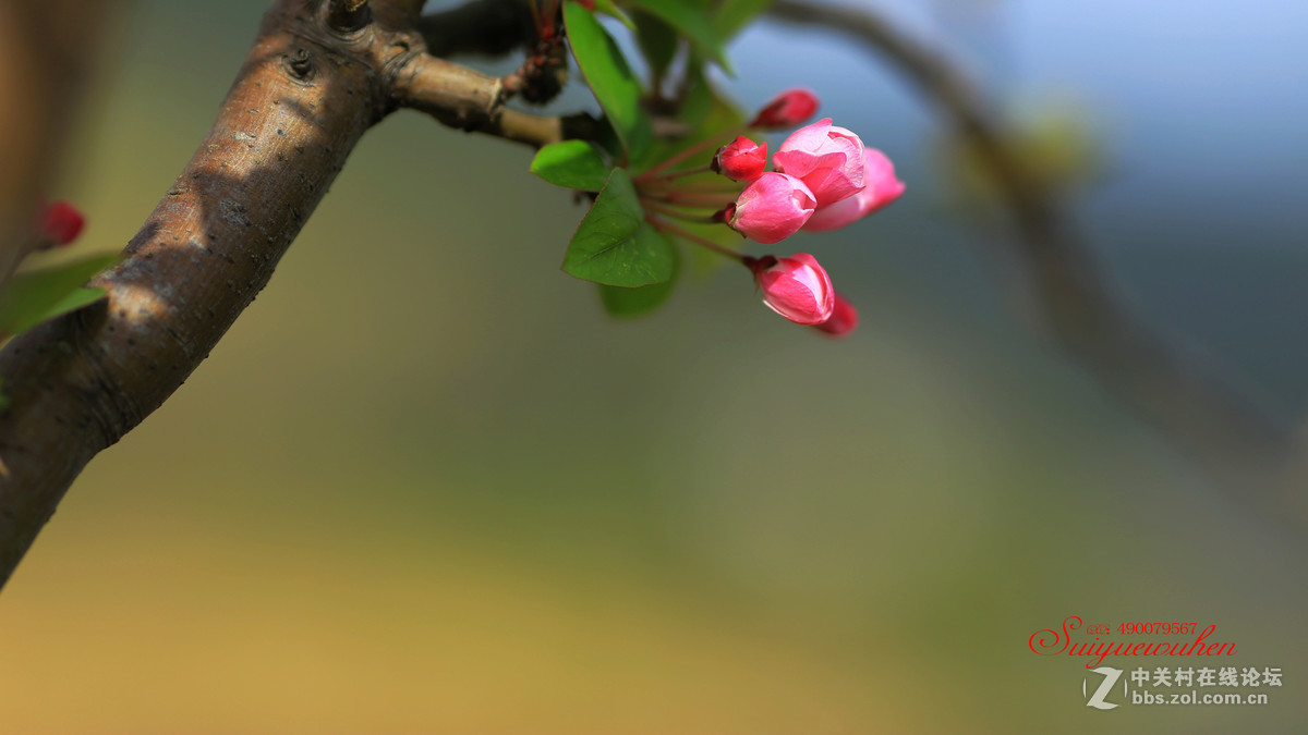 #佳能月赛-与佳能一起去踏青# 垂丝海棠