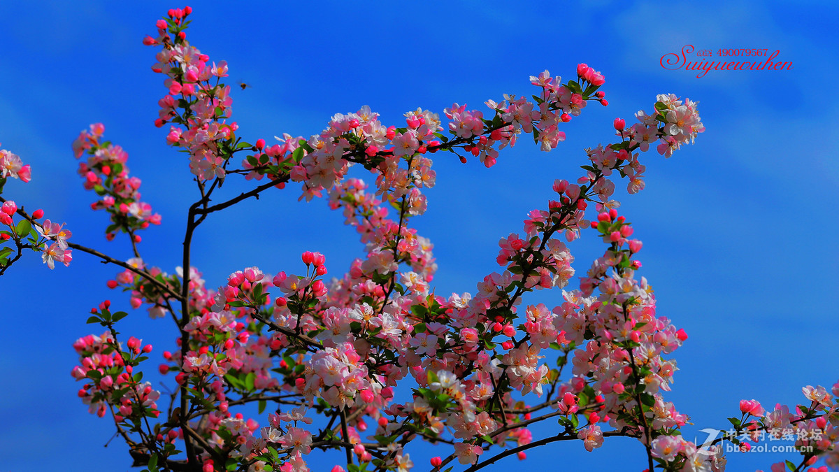 #佳能月赛-与佳能一起去踏青# 垂丝海棠