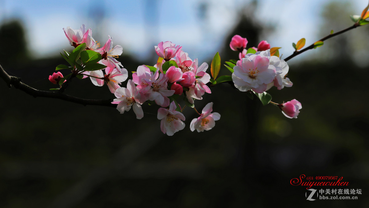 #佳能月赛-与佳能一起去踏青# 垂丝海棠