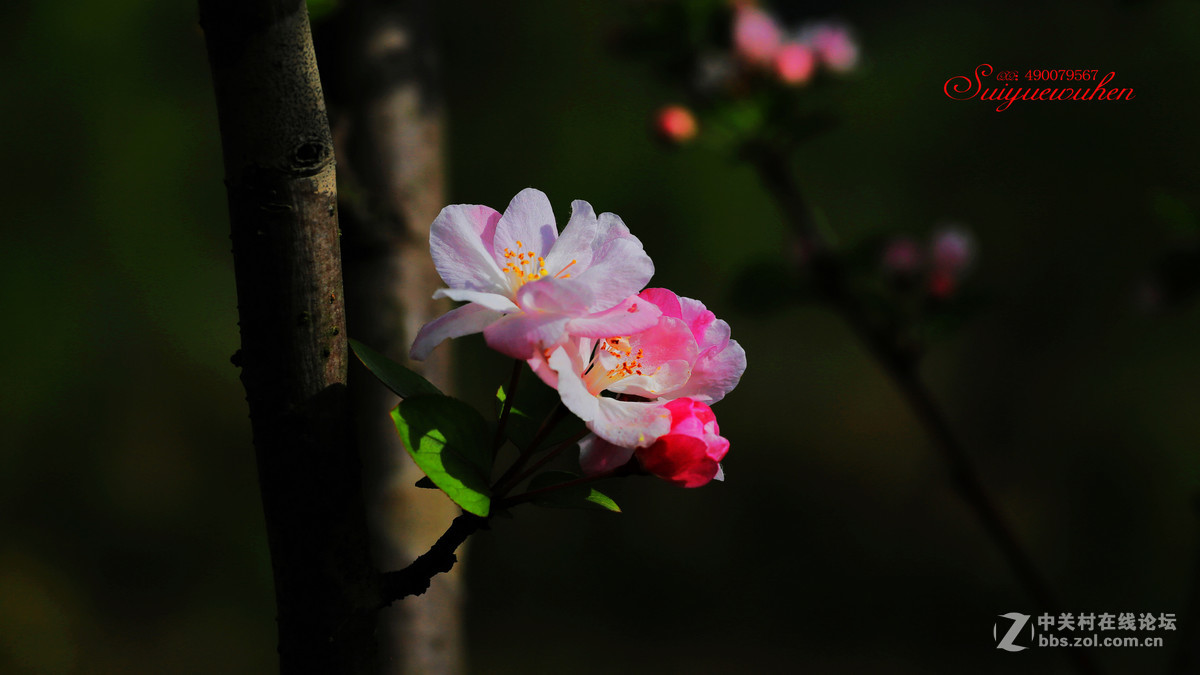 #佳能月赛-与佳能一起去踏青# 垂丝海棠