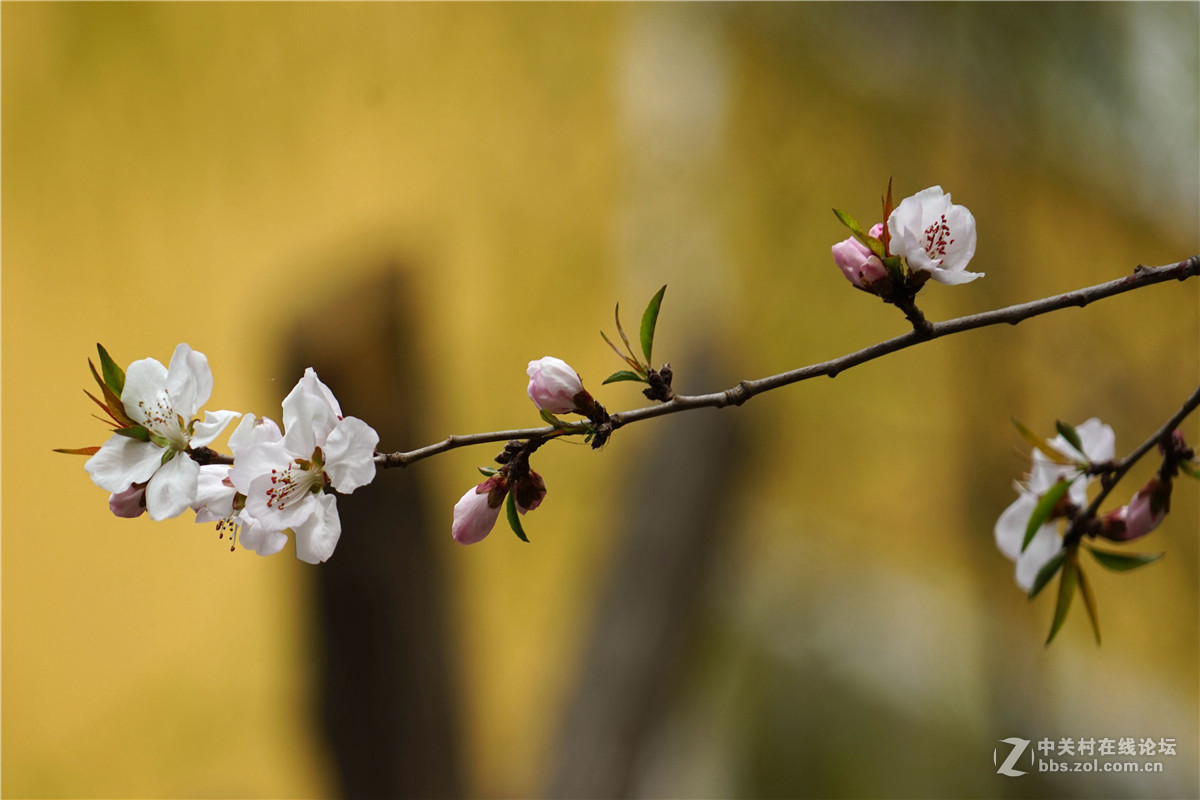 #版主坐堂#索尼 ILCE-7R摄影星空(中国)17-04月份部分单张精华作品推荐