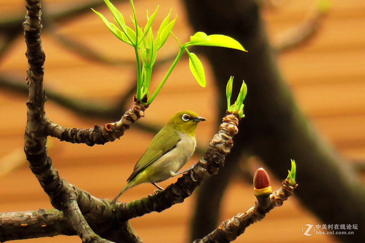 #版主坐堂#索尼 ILCE-7R摄影星空(中国)17-04月份部分单张精华作品推荐