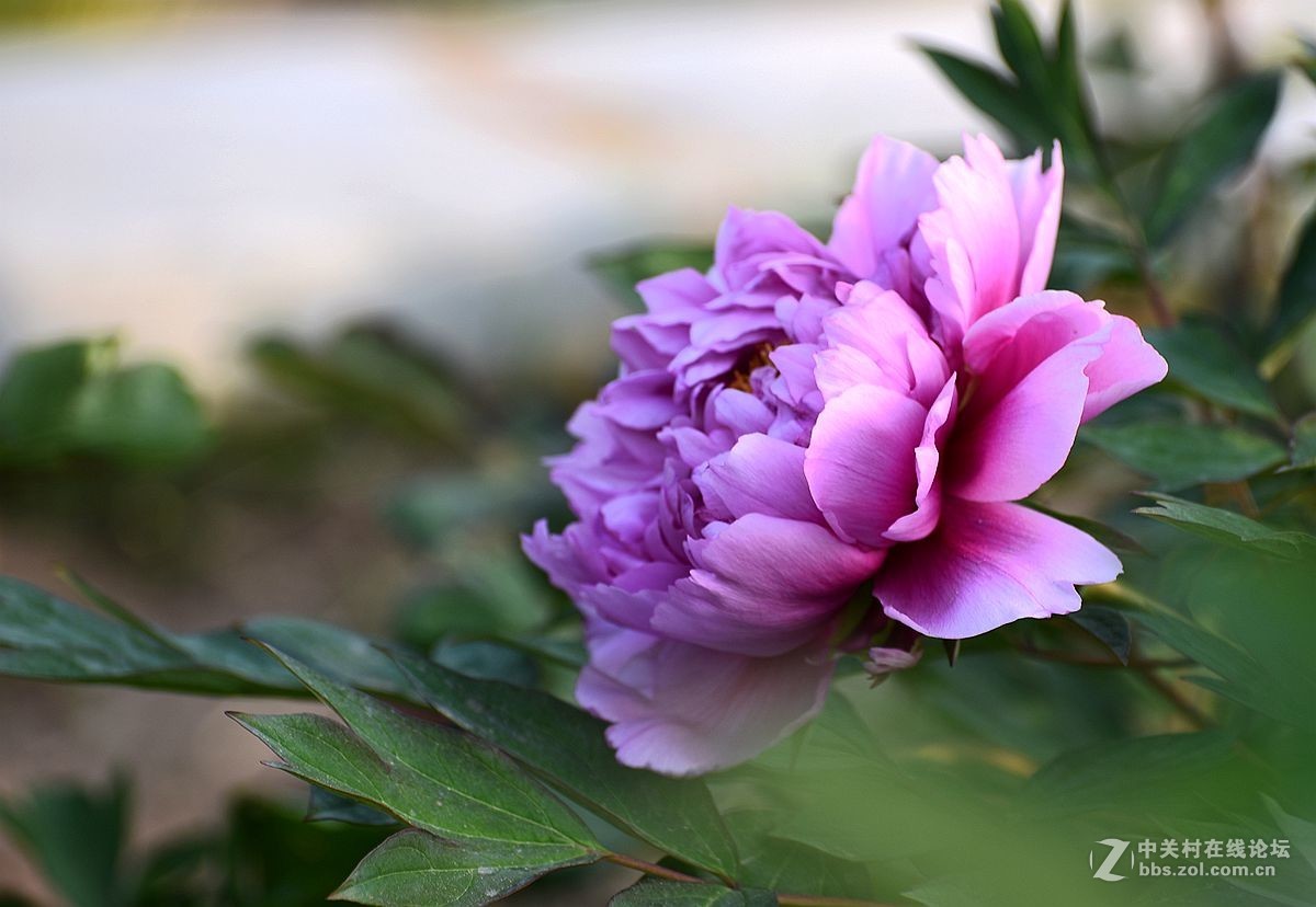 花开正艳娇牡丹