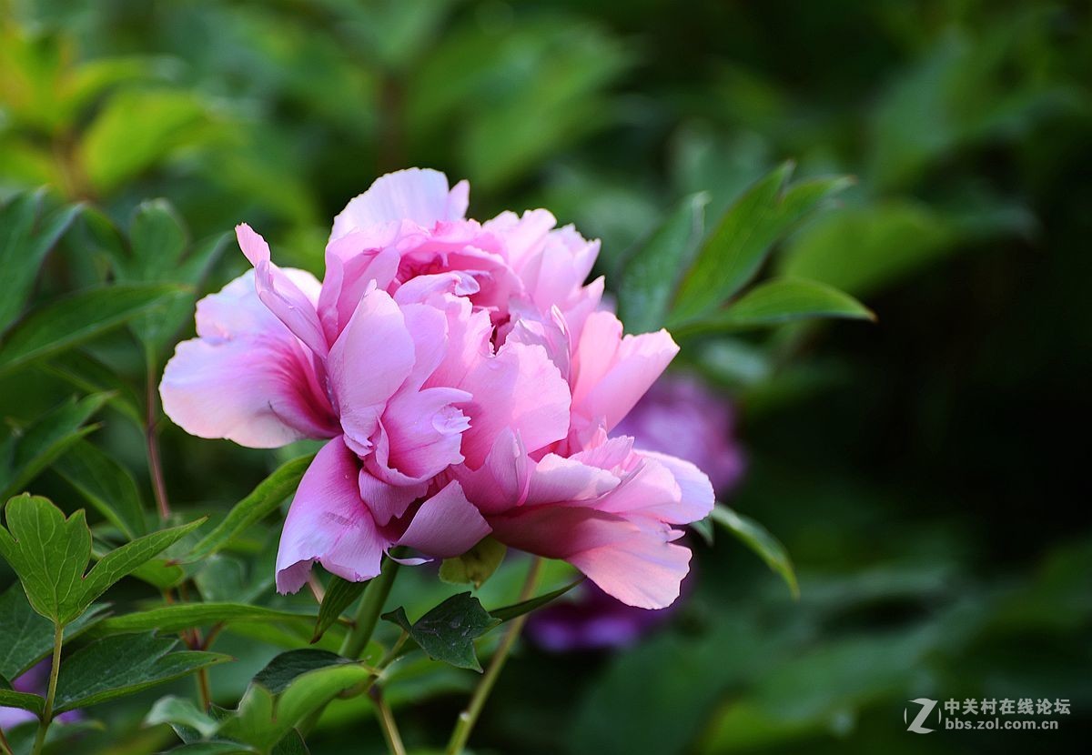 花开正艳娇牡丹
