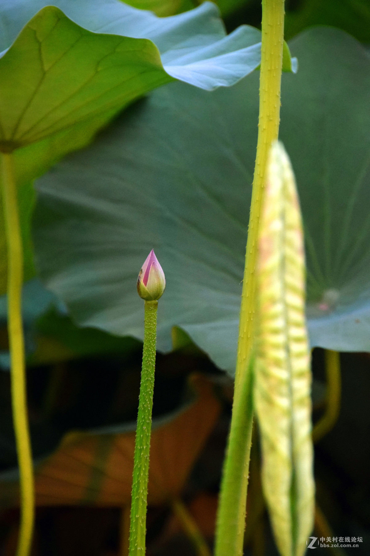 含苞欲放的荷花苞