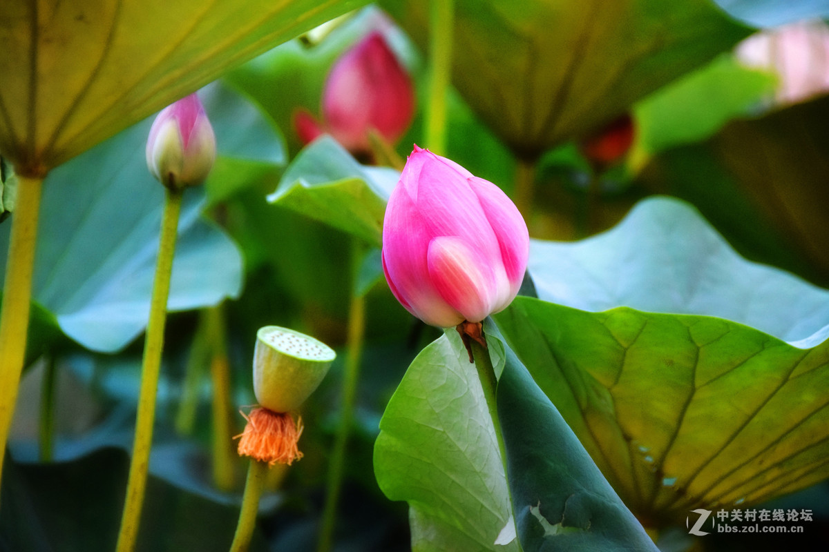 含苞欲放的荷花苞