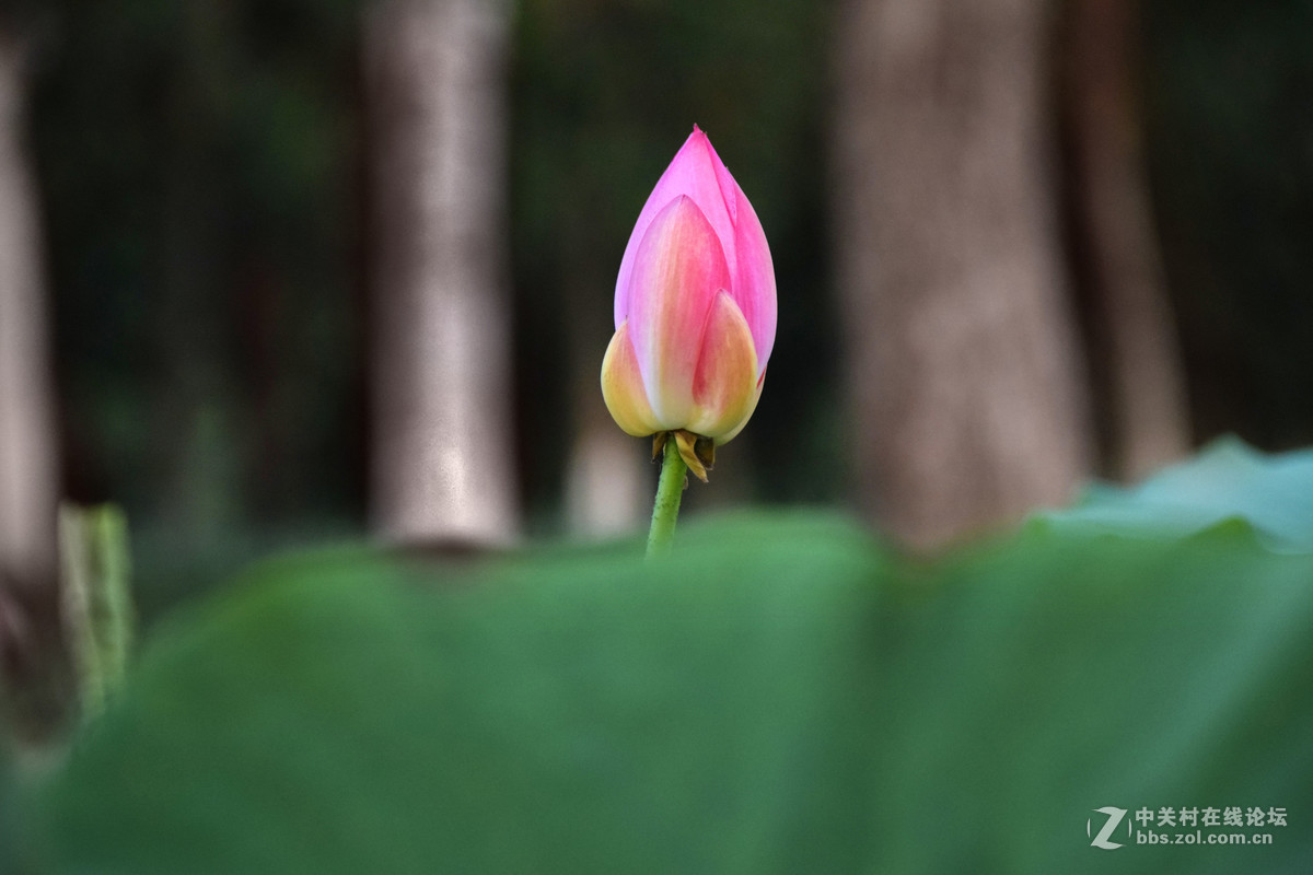 含苞欲放的荷花苞