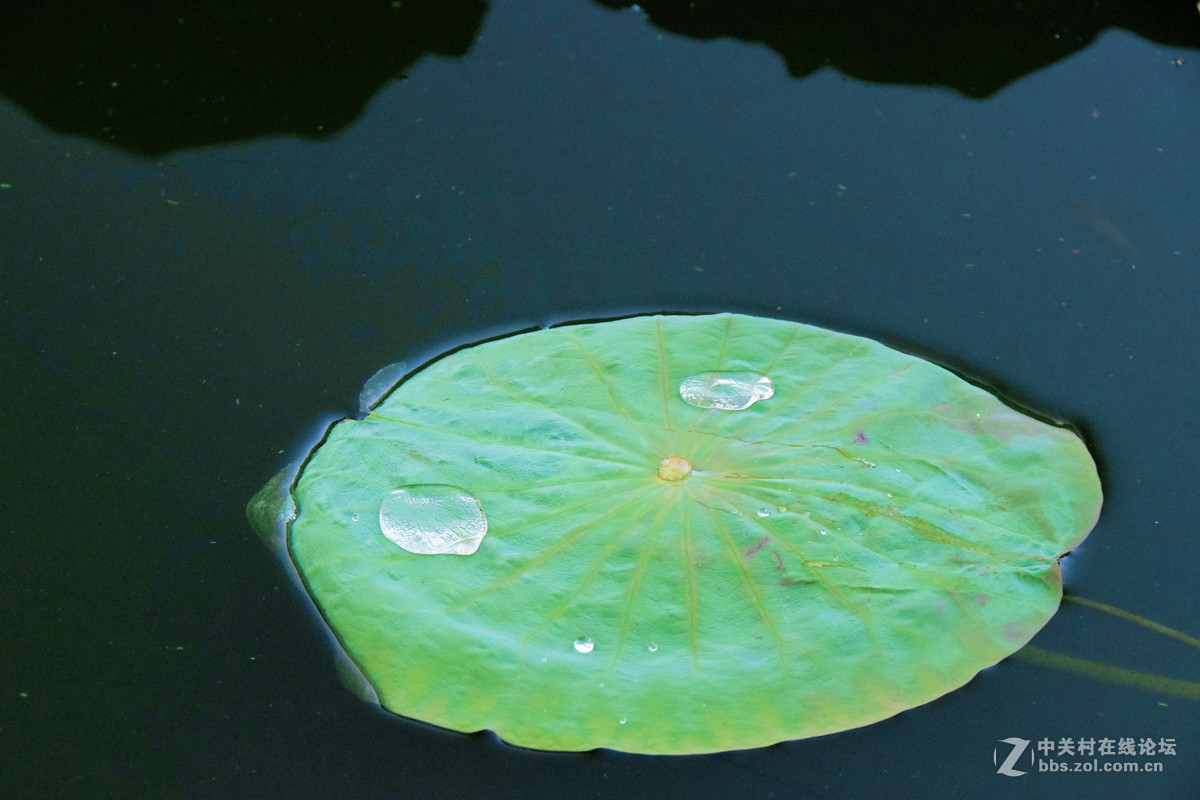 含苞欲放的荷花苞