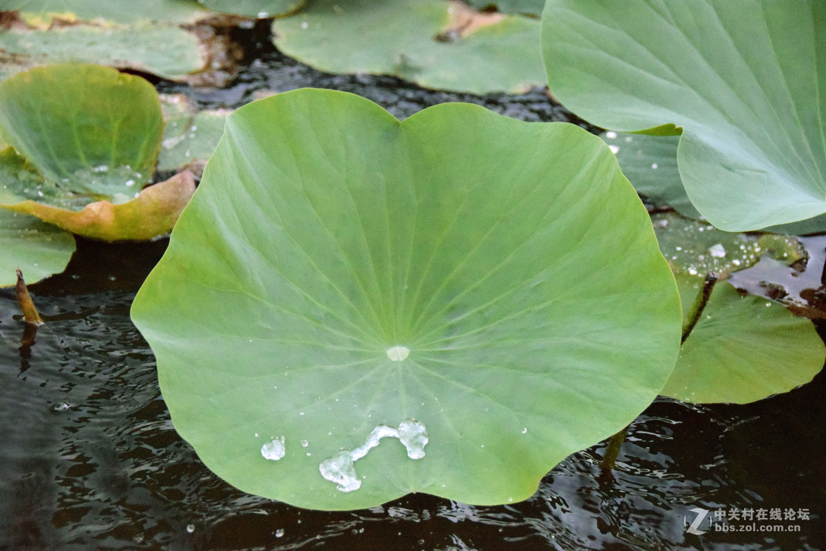 含苞欲放的荷花苞