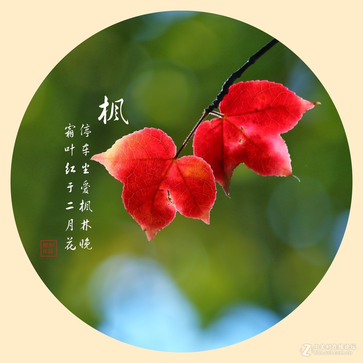 #佳能月赛-一叶知秋#枫叶情#