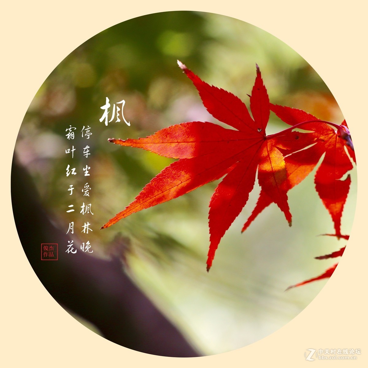 #佳能月赛-一叶知秋#枫叶情#