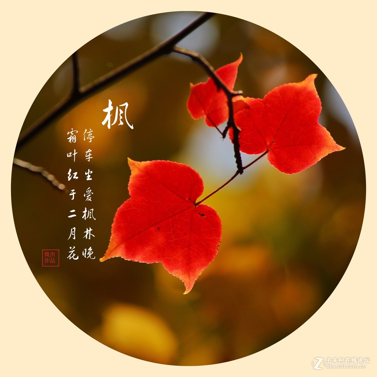 #佳能月赛-一叶知秋#枫叶情#