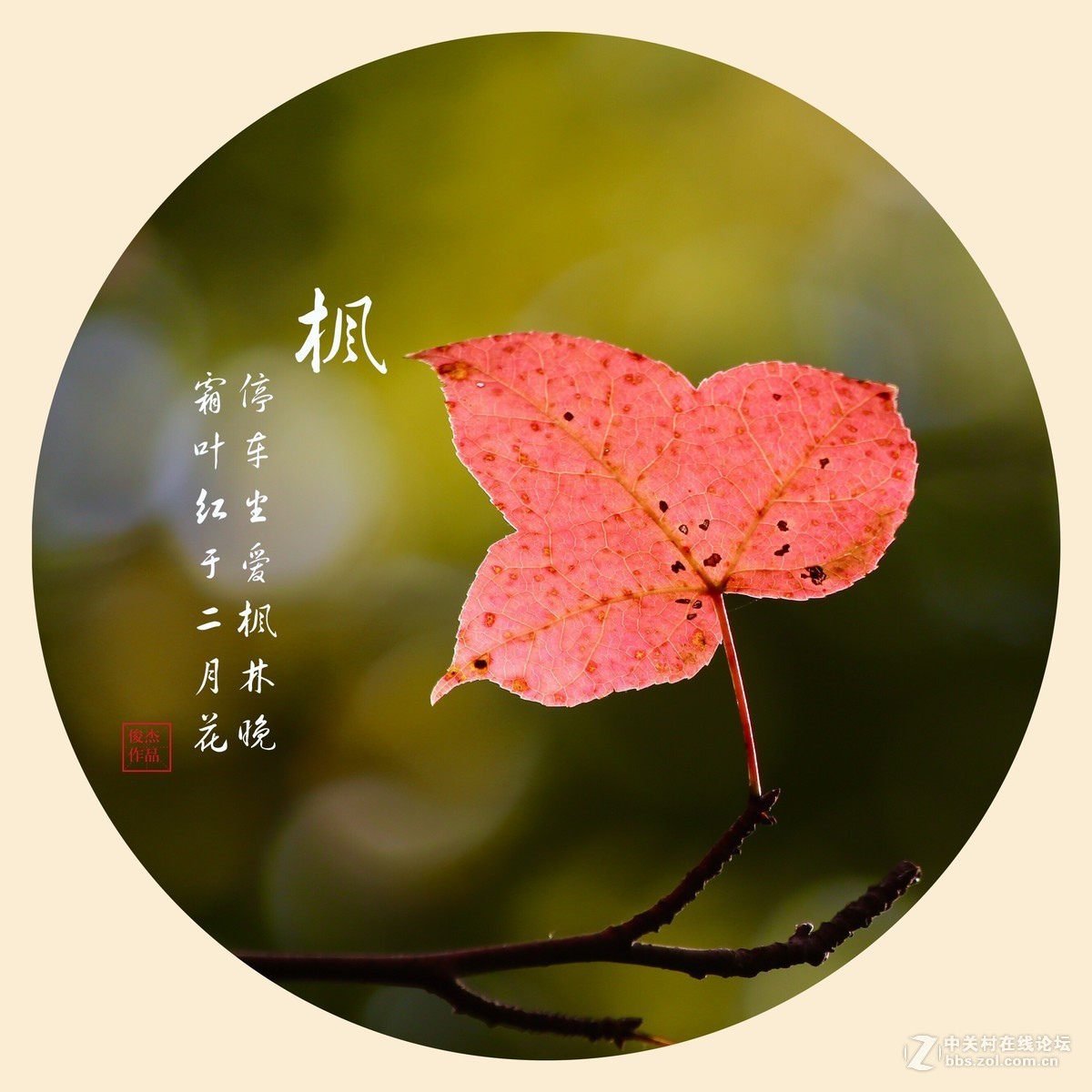 #佳能月赛-一叶知秋#枫叶情#