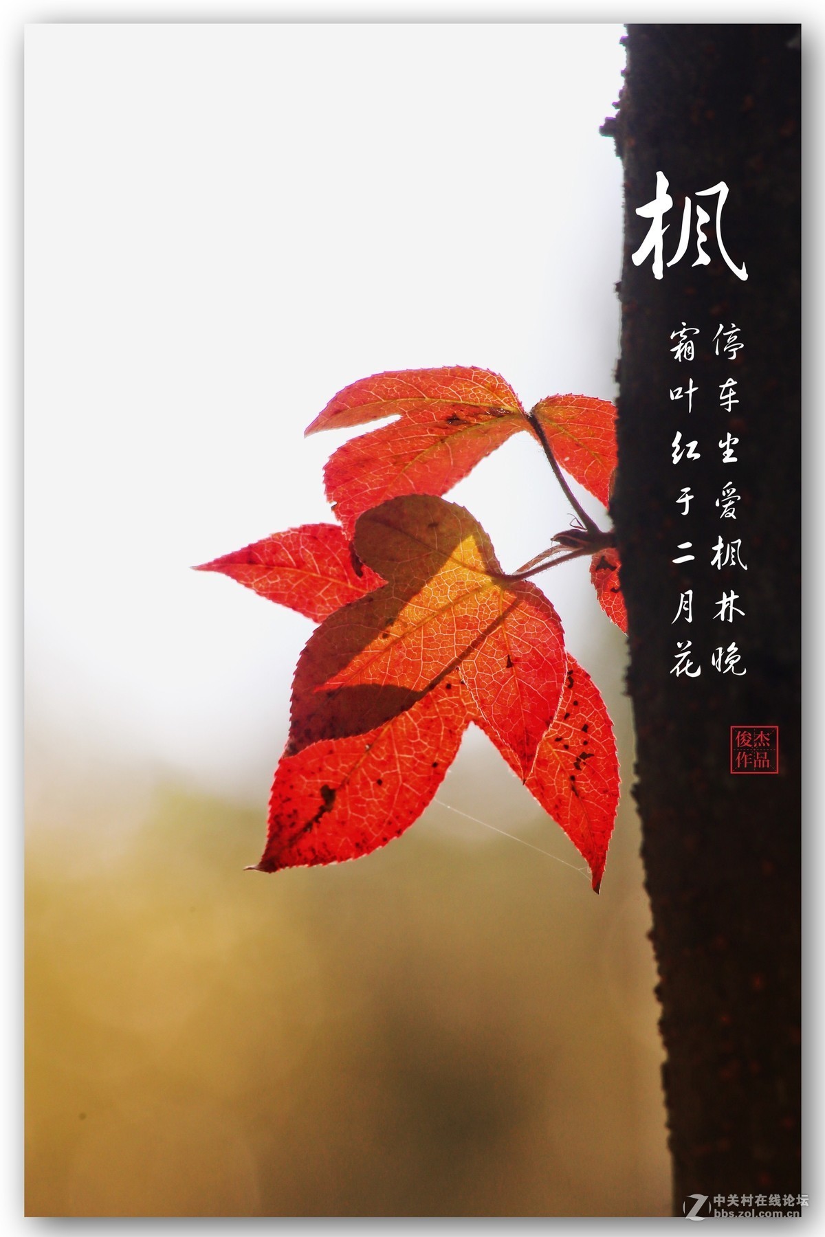 #佳能月赛-一叶知秋#枫叶情#