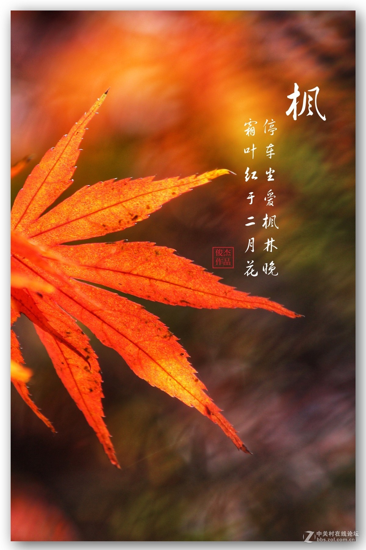 #佳能月赛-一叶知秋#枫叶情#