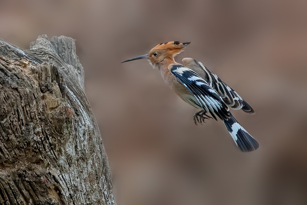 飞舞的戴胜鸟！