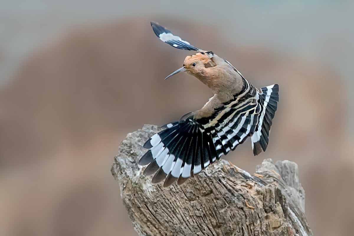 飞舞的戴胜鸟！