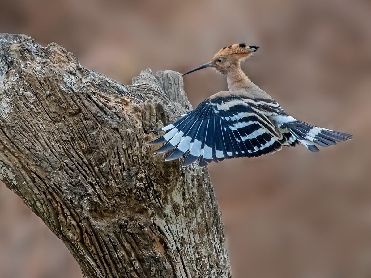 飞舞的戴胜鸟！