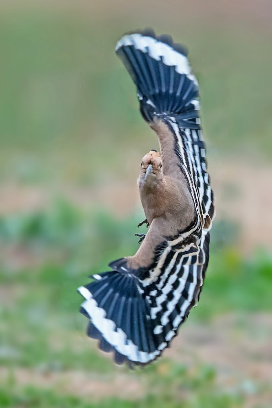 飞舞的戴胜鸟！