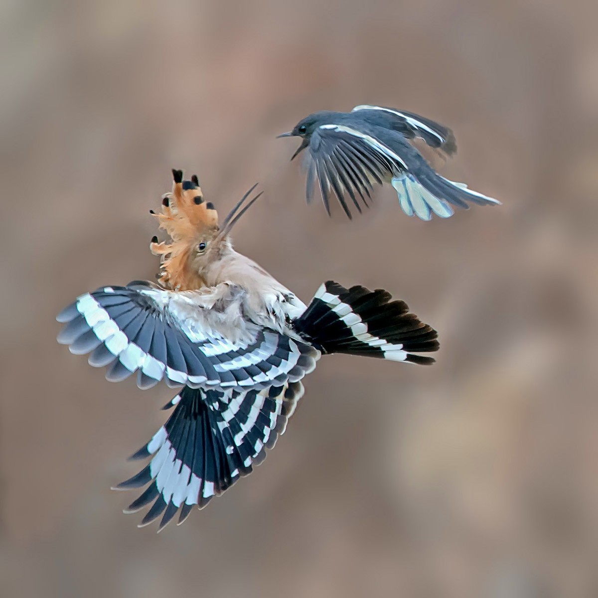 飞舞的戴胜鸟！