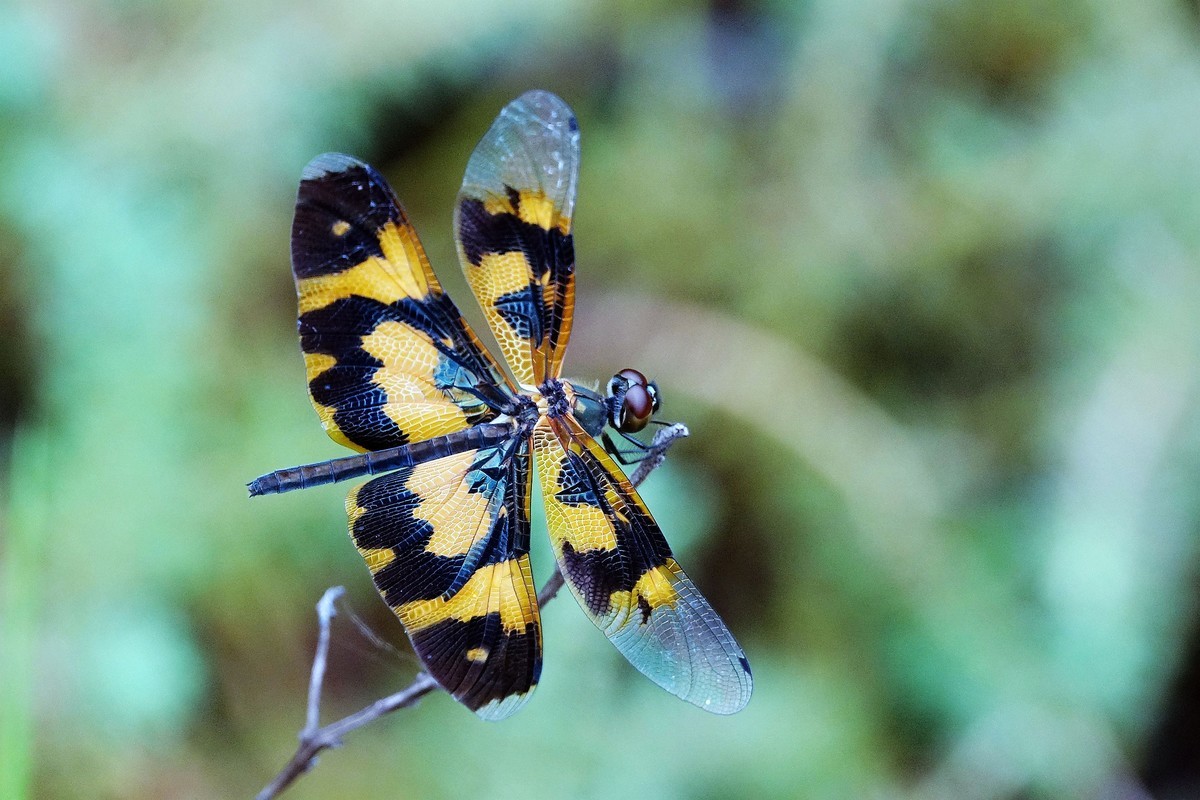 双翅花蜻蜓
