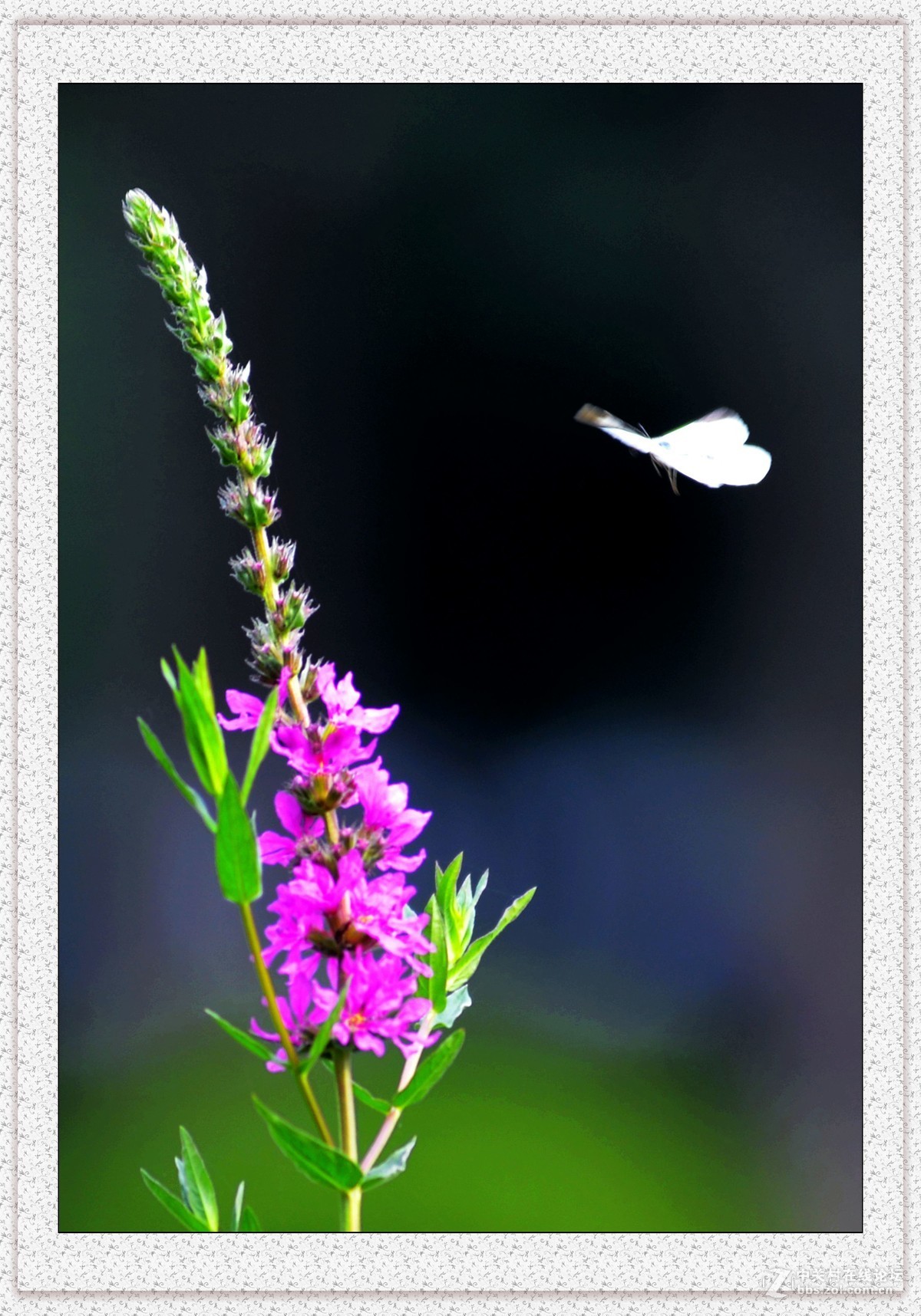 蝴蝶飞呀飞翔美丽的天堂