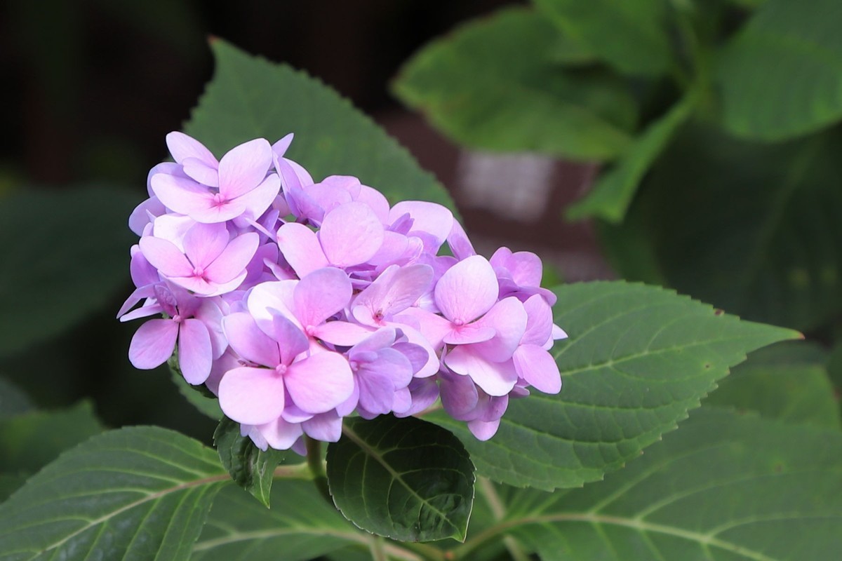 缘     杨浦公园(三潭印月)