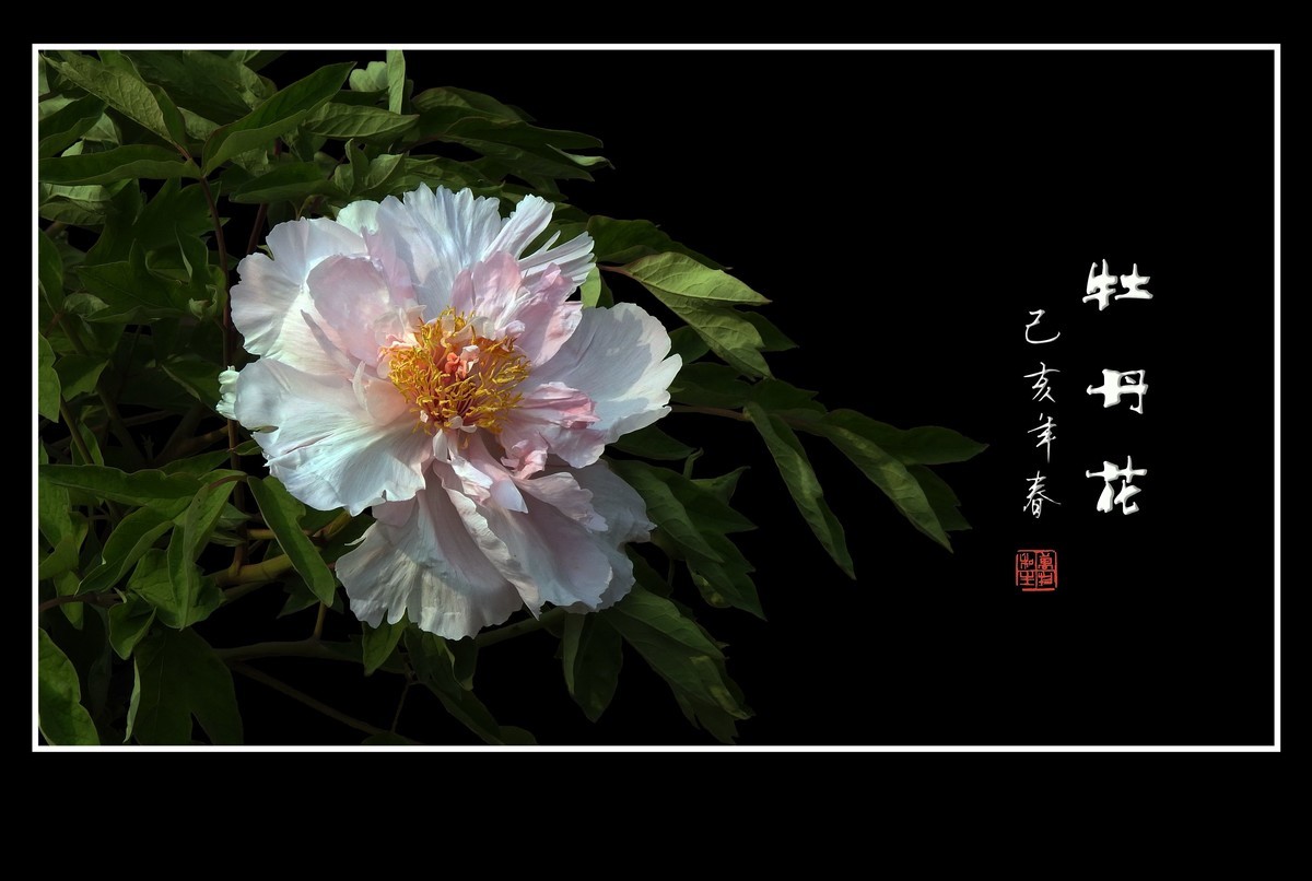 富贵秀丽的牡丹花