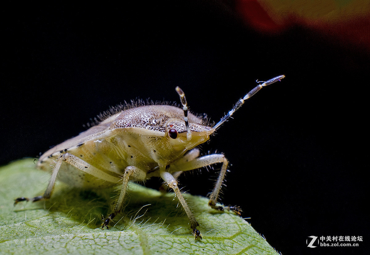 #版主坐堂# 小五星空(中国)八月精品荟萃