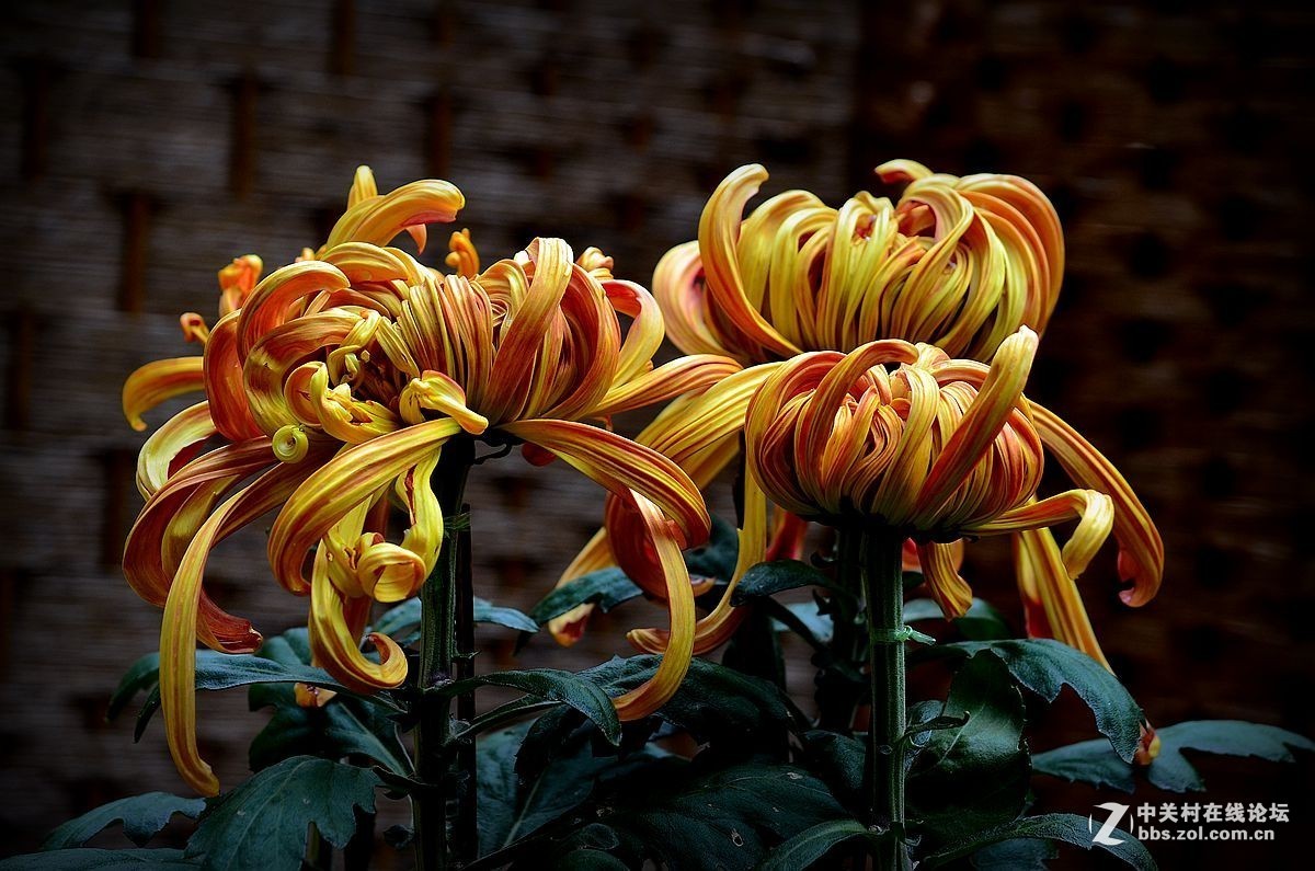 #版主坐堂# 小五星空(中国)八月精品荟萃