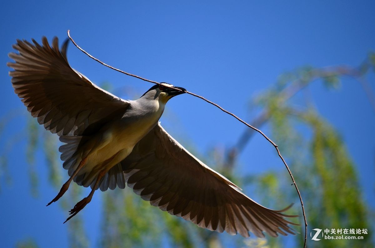 #版主坐堂# 小五星空(中国)八月精品荟萃