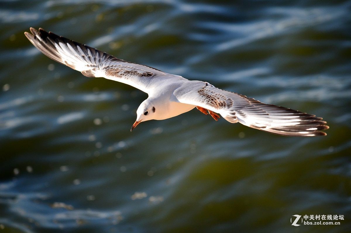 #版主坐堂# 小五星空(中国)八月精品荟萃