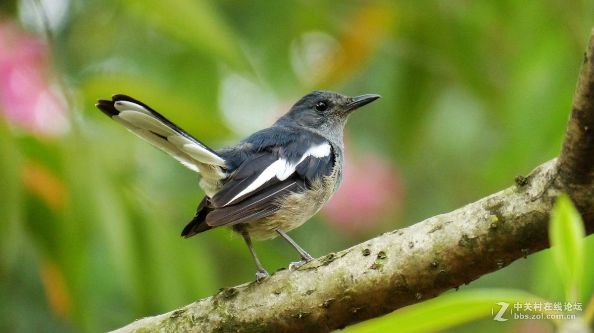#版主坐堂# 小五星空(中国)八月精品荟萃