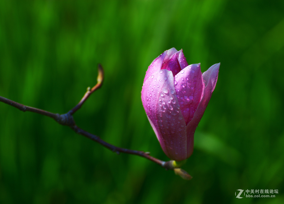 一 组 玉 兰 花