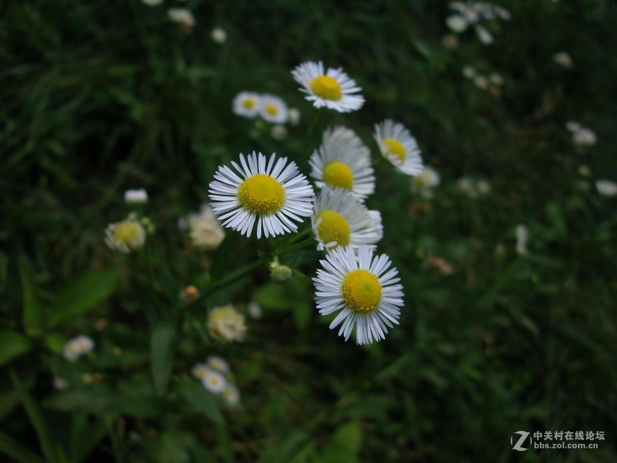 天气不给力用e5000打点牙祭解解闷
