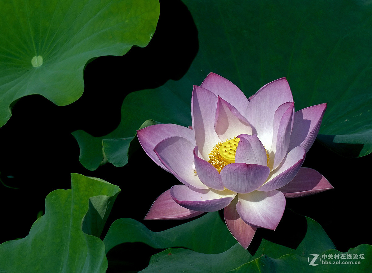 《初拍荷花与紫微》