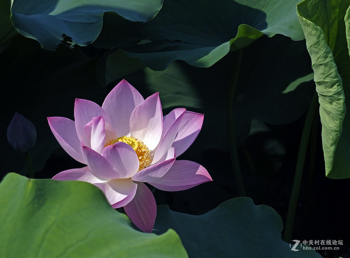 《初拍荷花与紫微》
