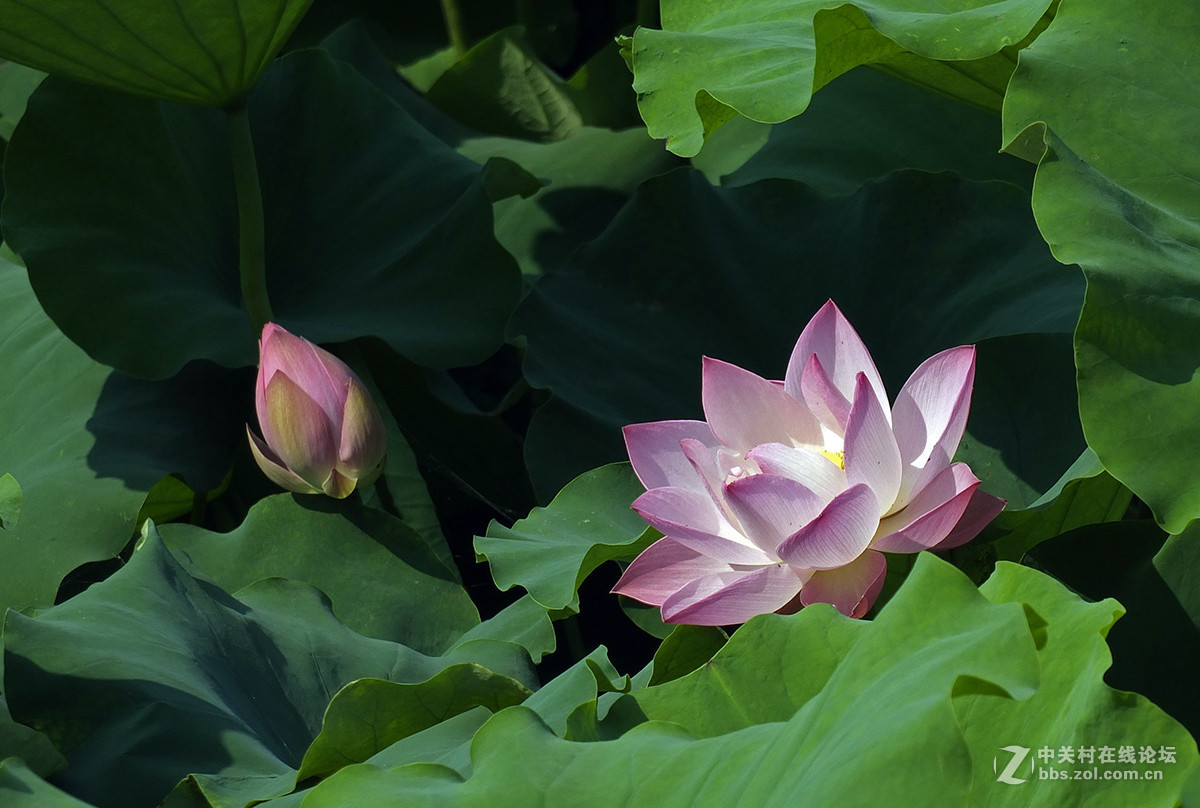 《初拍荷花与紫微》