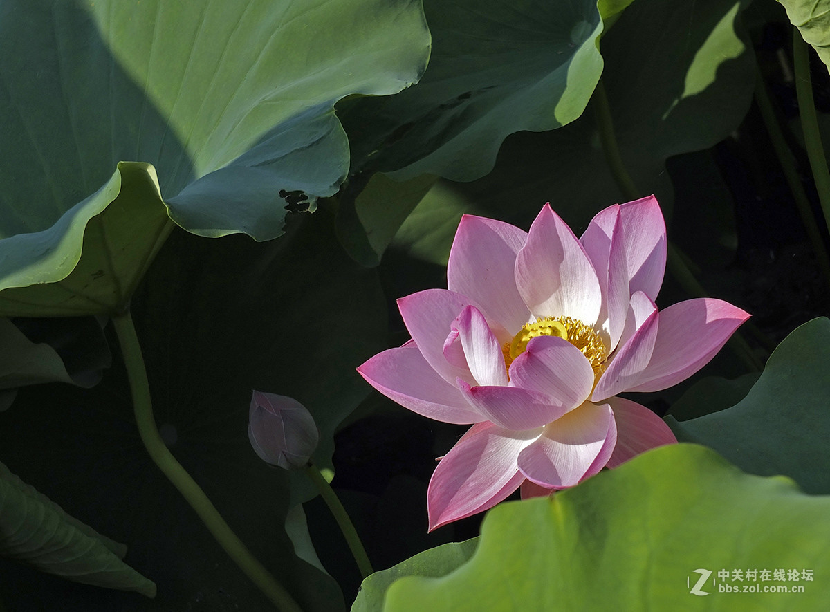 《初拍荷花与紫微》