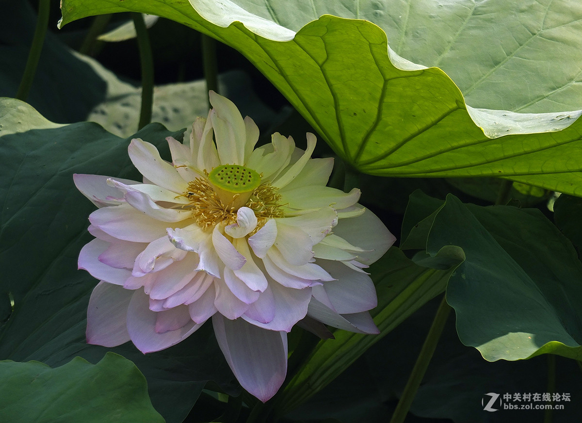 《初拍荷花与紫微》