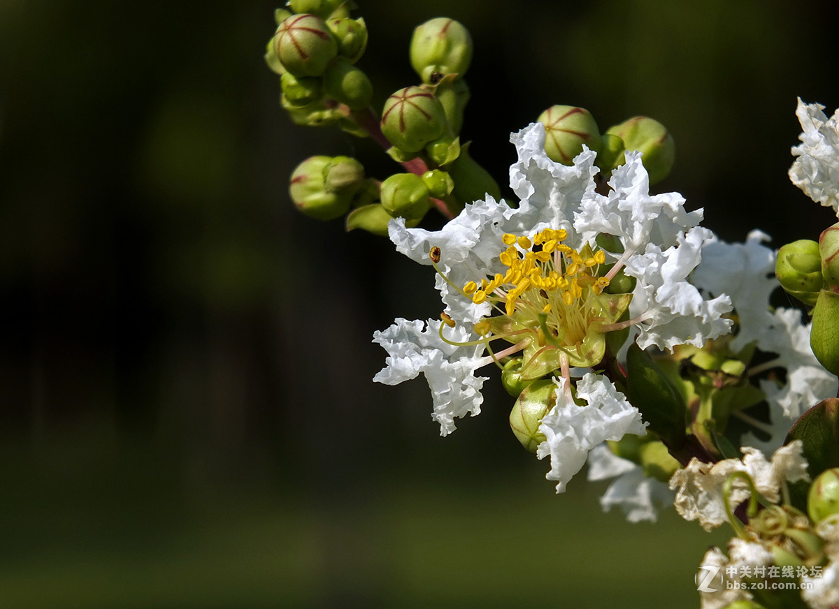 《初拍荷花与紫微》