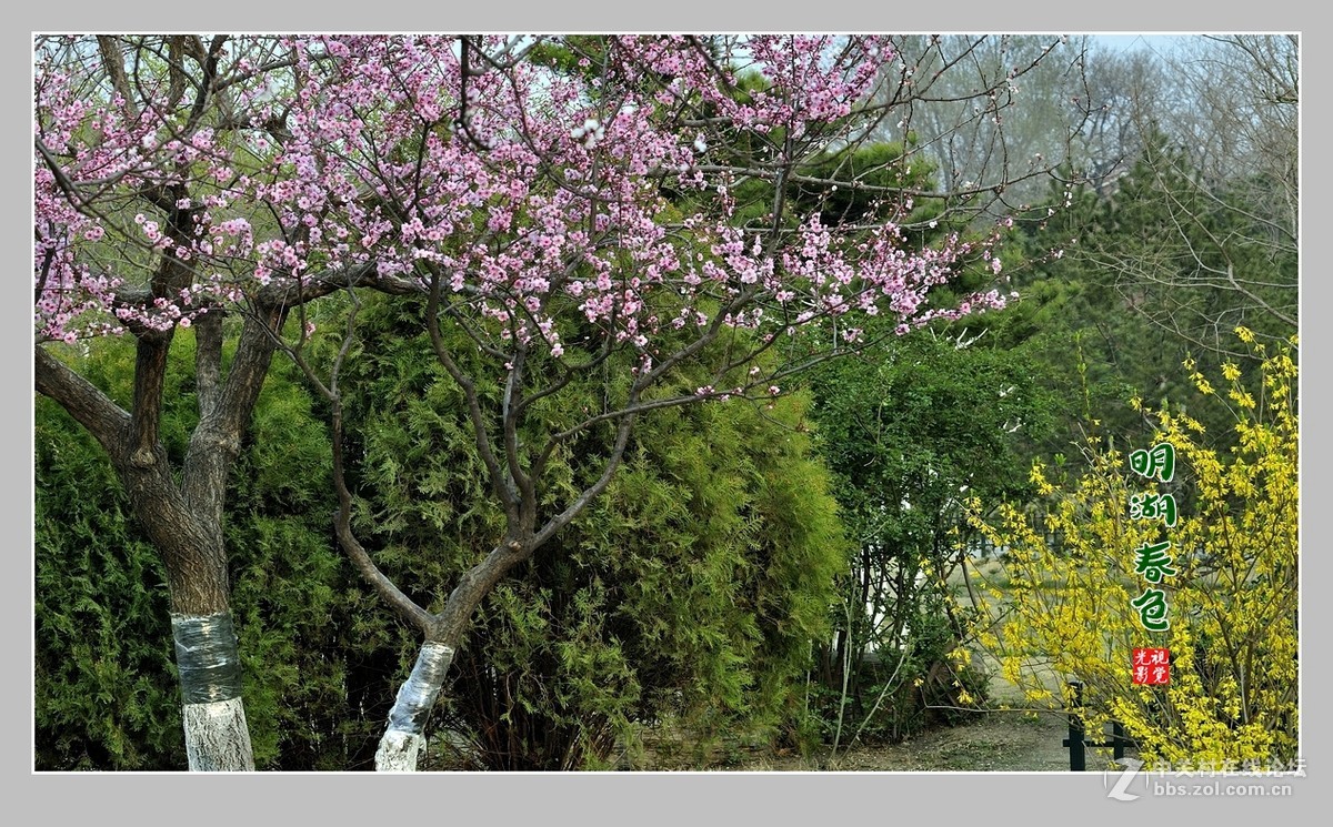 #ZOL月赛-三月风光无限好#“玉兰花开春意浓，明湖两岸舞春风”