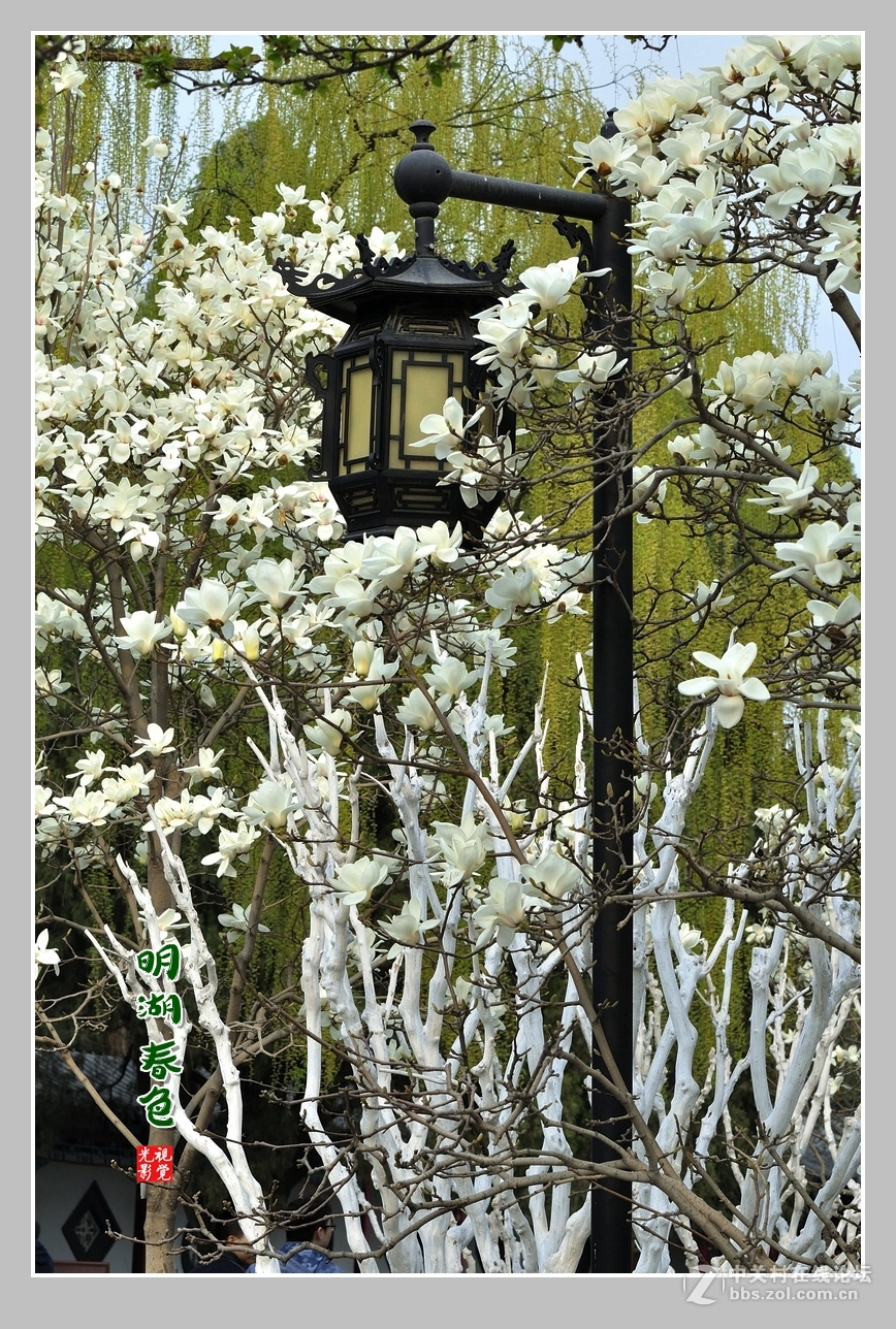 #ZOL月赛-三月风光无限好#“玉兰花开春意浓，明湖两岸舞春风”