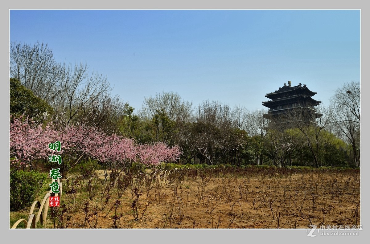 #ZOL月赛-三月风光无限好#“玉兰花开春意浓，明湖两岸舞春风”