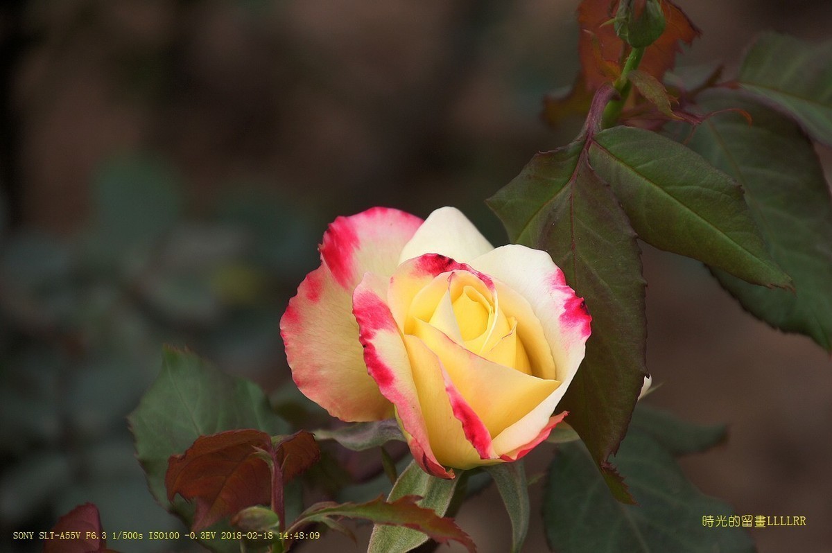 #版主坐堂#2018年2月份《承德》优秀作品选辑