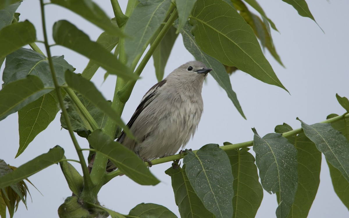 随拍  几只小鸟