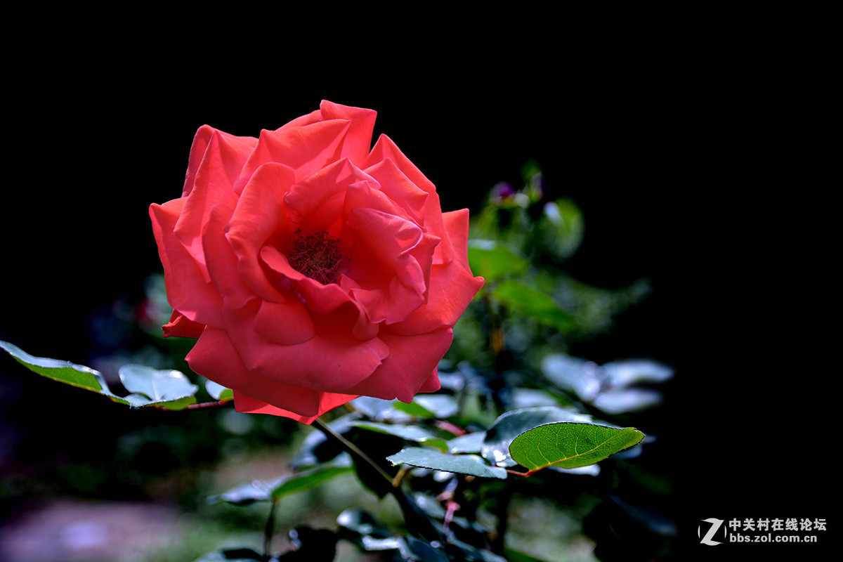 #版主坐堂# 小五星空(中国)八月精品荟萃