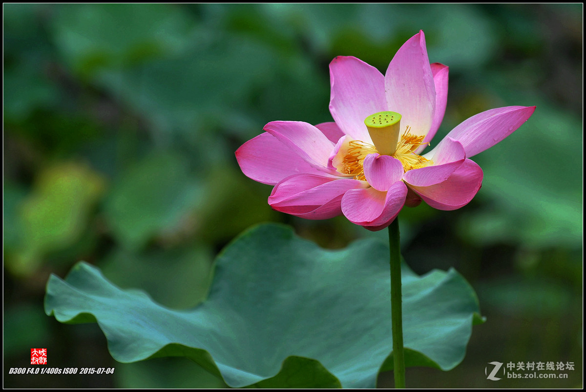 #版主坐堂# 小五星空(中国)八月精品荟萃